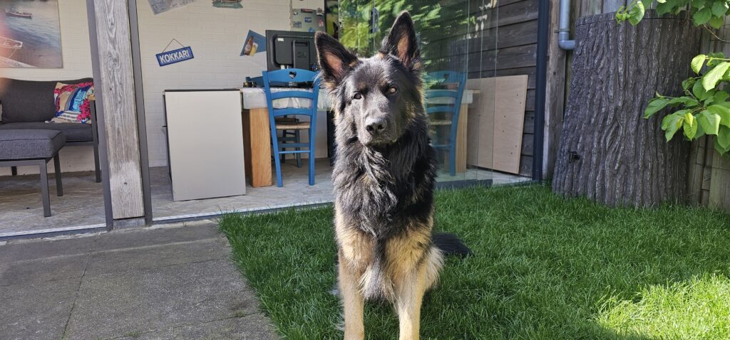 Tinus, onze Duitse herder, in de tuin